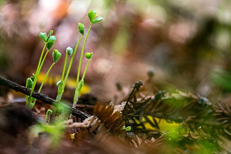 closeup photography of green plant thumbnail