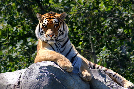 brown, white, and black tiger on grey rock during daytime thumbnail