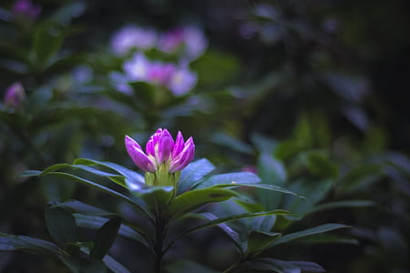 shallow focus photography of purple flower thumbnail