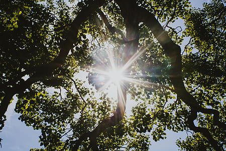 low angle view green leaf tree at daytime thumbnail