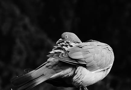gray dove thumbnail