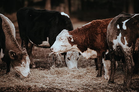 selective focus photography of cows eating dry grasses thumbnail