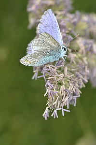 common blue butterfly perching on purple flower during daytime in close-up photography thumbnail