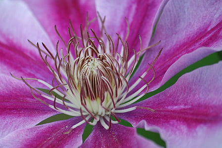 macro photography of purple clematis flower in bloom thumbnail