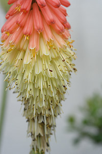 Flower, Kleopartřina Needle thumbnail