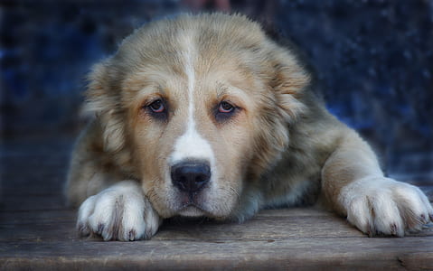 short-coated tan dog on focus photo thumbnail
