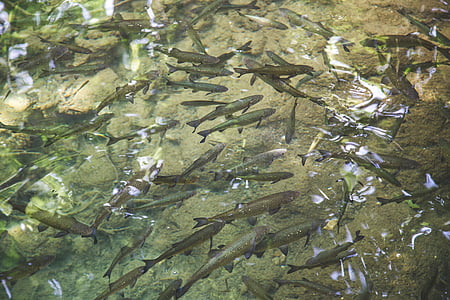 school of fish thumbnail