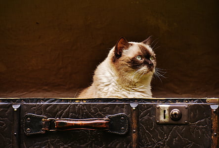 Siamese cat in briefcase thumbnail