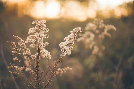 selective focus photography of white cluster flowers thumbnail