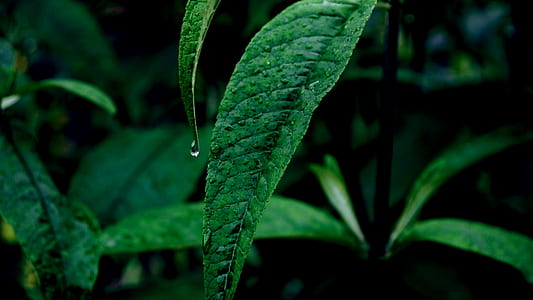 selective focus photography of green leafed plant thumbnail