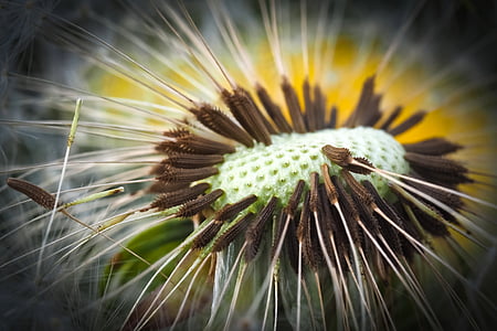 white dandelion flower macro photography thumbnail