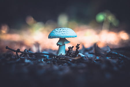 white mushroom in selective focus photography thumbnail