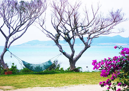 photography of hammock beside bare trees thumbnail