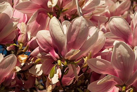 pink petaled flower during daytime thumbnail