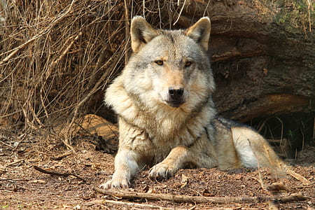 brown wolf resting near tree thumbnail