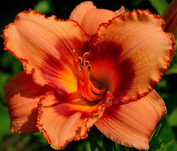selective focus of orange hibiscus flower thumbnail