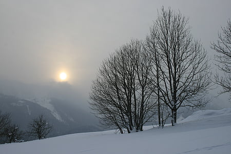leafless tree covered with ice during daytime and fog thumbnail