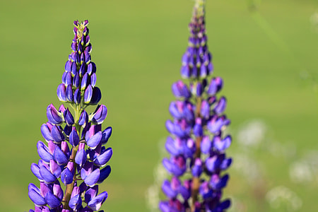 closeup photo of purple petaled flower thumbnail