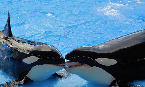 two black-and-white orcas on top of water thumbnail