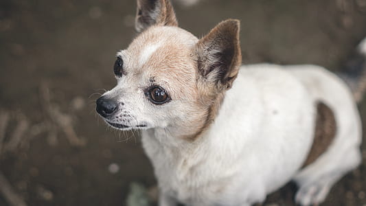 selective focus photography of short-coated dog thumbnail