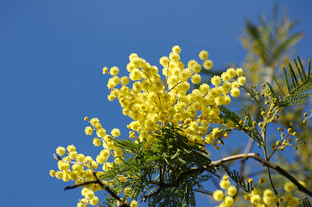 yellow flowers thumbnail