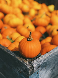 selective focus photo of pumpkin on wooden crate thumbnail