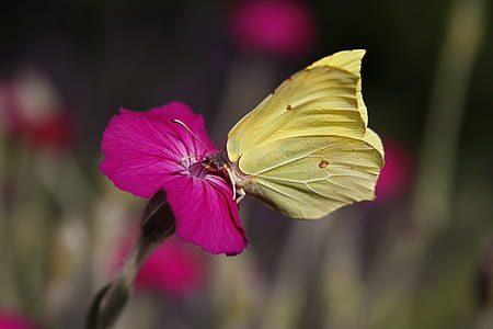 yellow butterfly on pink flower thumbnail