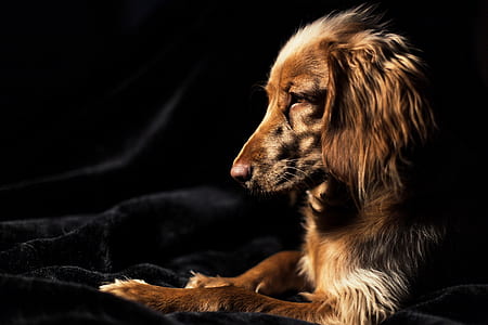 adult brown cocker spaniel laying down on black blanket thumbnail
