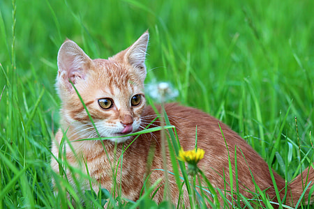 photography of tabby cat in grass during daytime thumbnail
