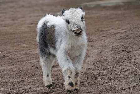 white cow calf walking on brown soil thumbnail