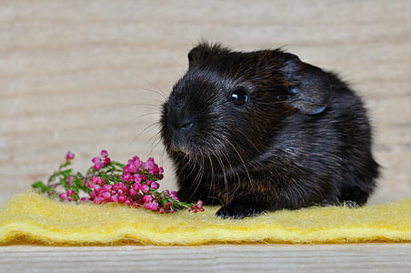 black hamster thumbnail