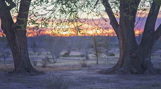 sunset between two trees thumbnail