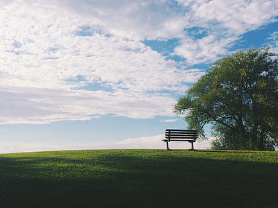 brown wooden bench near tree thumbnail