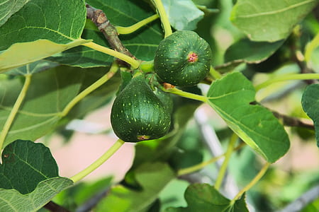 two round green fruits thumbnail