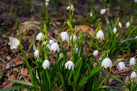 white flowers thumbnail