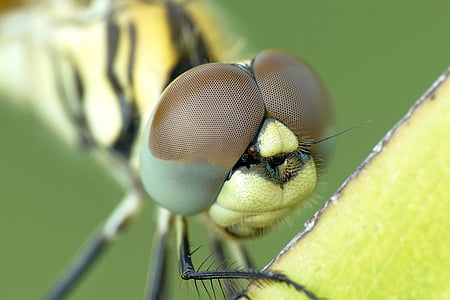 macro photo of yellow dragonfly perching on yellow leaf thumbnail