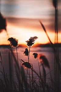 silhouette photo of leaves in front of body of water thumbnail
