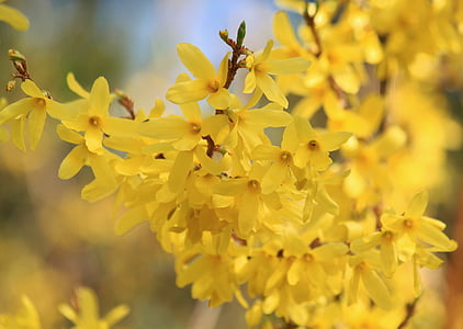 shallow focus photography of yellow petal flowers thumbnail