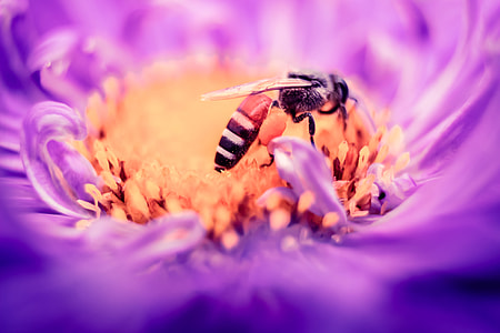 black Honey, Honey Bee, feeding, purple flower thumbnail