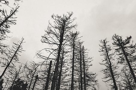 Bare trees in bw thumbnail