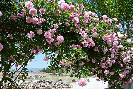 pink roses in bloom at daytime thumbnail