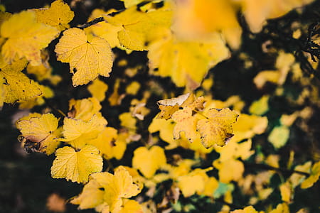 Autumn Details thumbnail