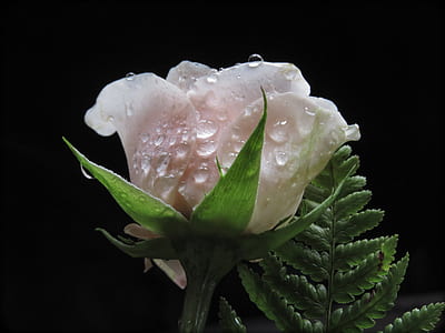 close up photography of white rose with water dew thumbnail
