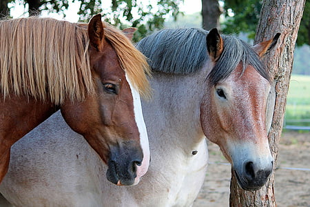 selective focus photography of two brown and white horses at daytime thumbnail
