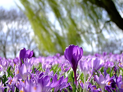 tilt photo of purple petaled flowers thumbnail