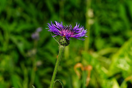 purple flower thumbnail