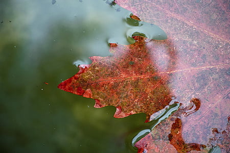 Maple leaf on clear liquid thumbnail