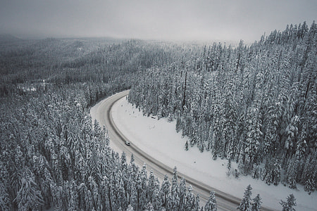 snow covered trees and road thumbnail