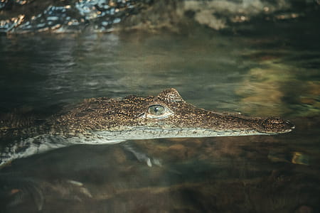 Brown Alligator thumbnail