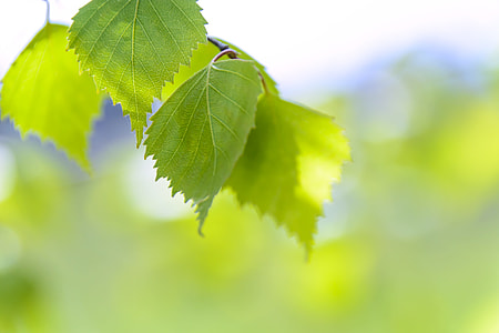 selective photography of green leafy plant thumbnail